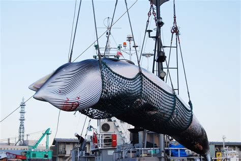 La caccia alle balene, ovvero come il Giappone si fa beffe del 